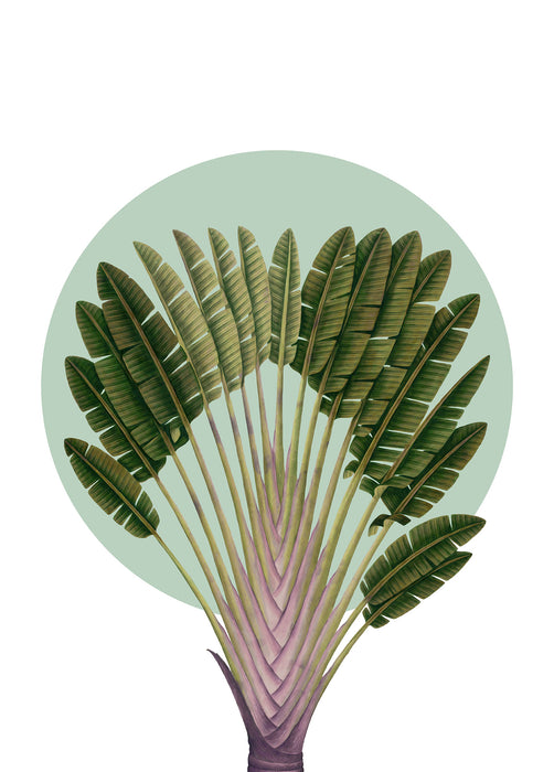 Wandbild | Botanical Garden Pinnate Palm
