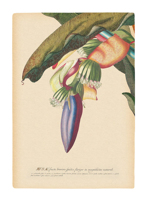 Wandbild | Banana Heart