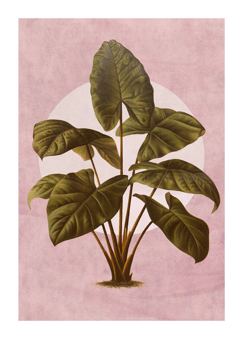 Komar NEU | Wandbild - Créatures Végétales