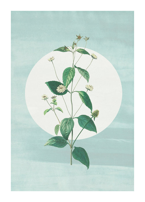 Wandbild | Faire Pousser des Fraises