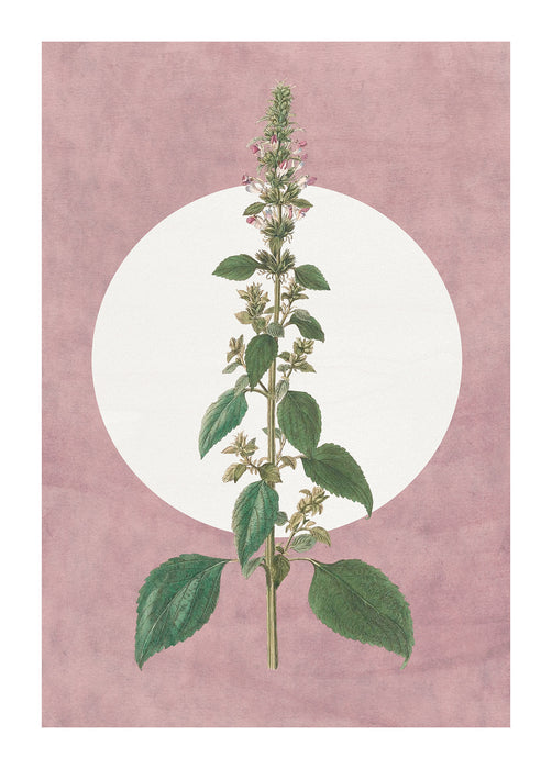 Wandbild | Menthe en Croissance