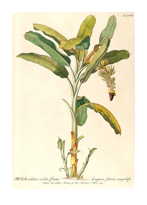 Wandbild | Rainforest Sapling