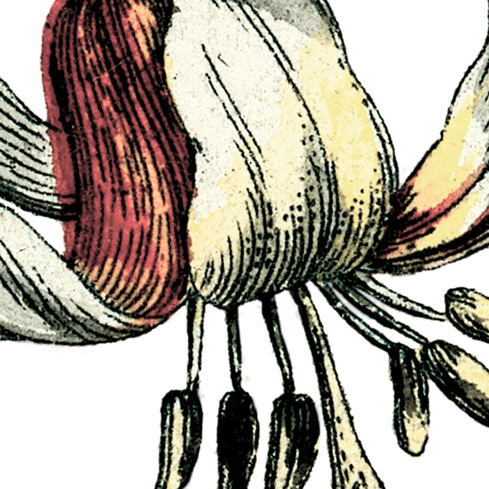 Komar NEU | Digitaldruck Vlies Fototapete - Paradis de Papillons - Größe 400 x 250 cm