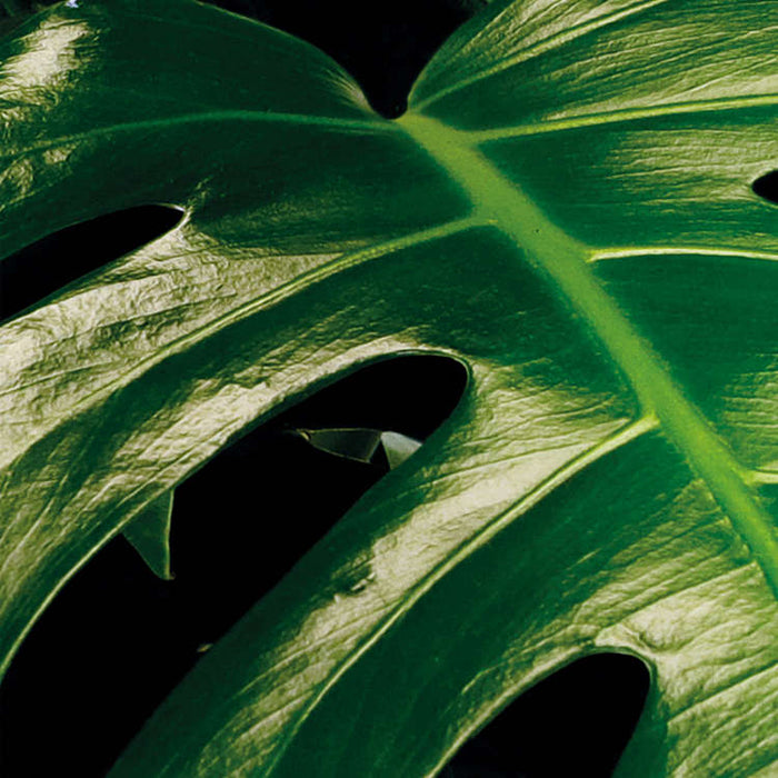 Digitaldruck Vlies Fototapete | Tropical Wall Panel | 100 x 250 cm