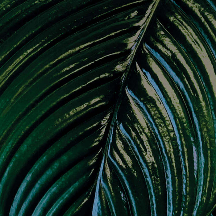 Digitaldruck Vlies Fototapete | Tropical Wall | 400 x 250 cm