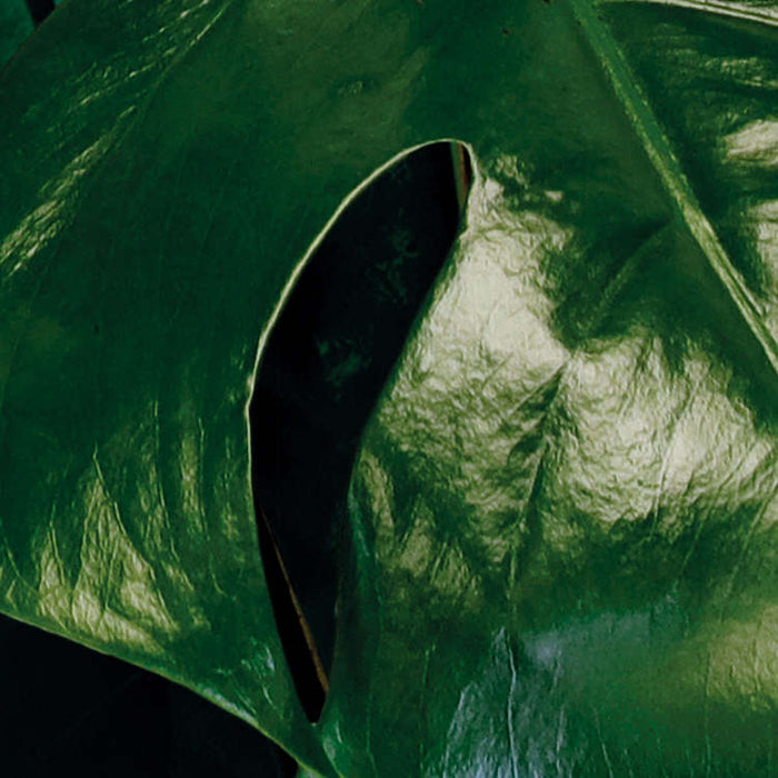 Digitaldruck Vlies Fototapete | Tropical Wall | 400 x 250 cm