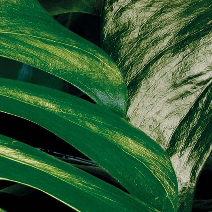 Digitaldruck Vlies Fototapete | Tropical Wall | 400 x 250 cm