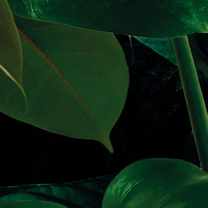 Digitaldruck Vlies Fototapete | Tropical Wall Panel | 100 x 250 cm