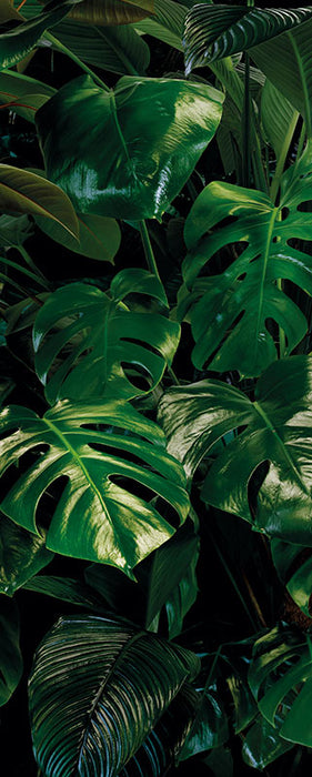 Digitaldruck Vlies Fototapete | Tropical Wall Panel | 100 x 250 cm