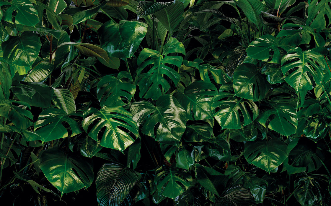 Digitaldruck Vlies Fototapete | Tropical Wall | 400 x 250 cm