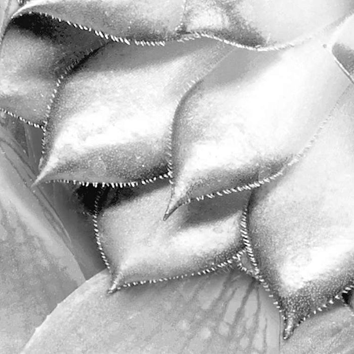 Komar NEU | Digitaldruck Vlies Fototapete - Shades Black and White - Größe 400 x 250 cm