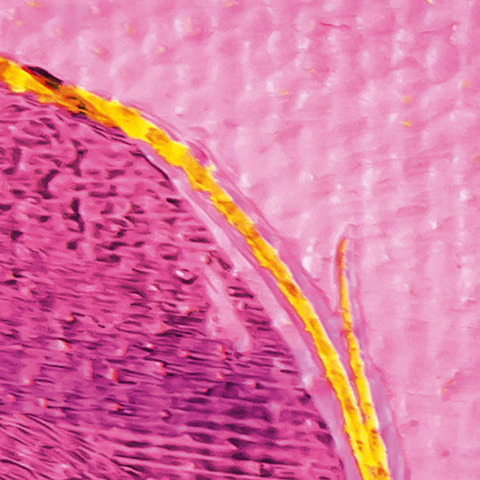 Digitaldruck Vlies Fototapete | Cells Wrapping | 500 x 280 cm
