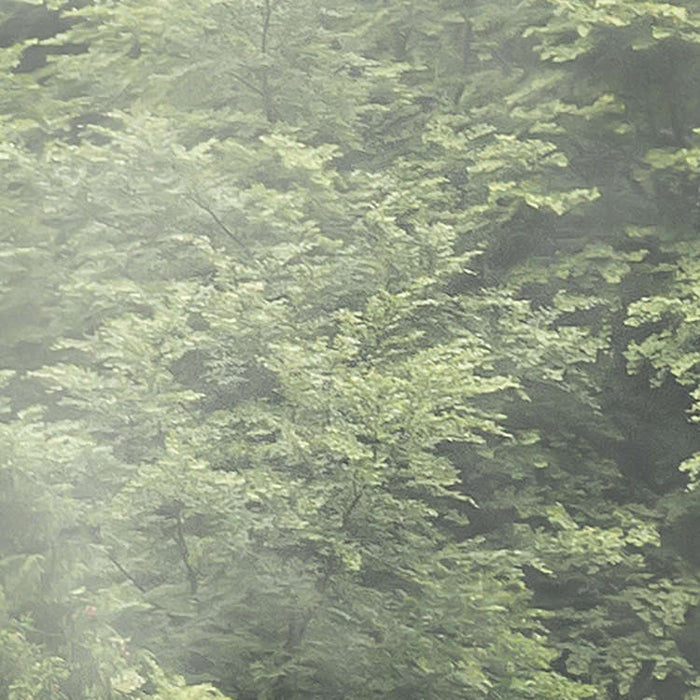 Komar NEU | Digitaldruck Vlies Fototapete - Forest Land - Größe 400 x 250 cm