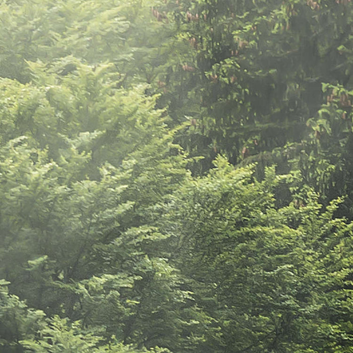 Komar NEU | Digitaldruck Vlies Fototapete - Forest Land - Größe 400 x 250 cm