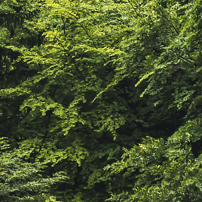 Digitaldruck Vlies Fototapete | Forest Land | 400 x 250 cm