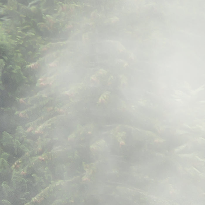 Komar NEU | Digitaldruck Vlies Fototapete - Forest Land - Größe 400 x 250 cm