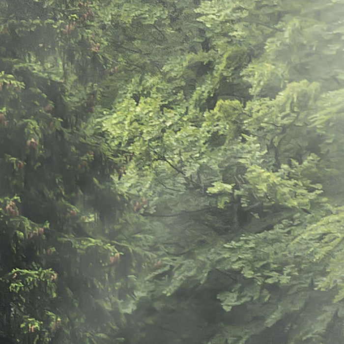 Digitaldruck Vlies Fototapete | Forest Land | 400 x 250 cm
