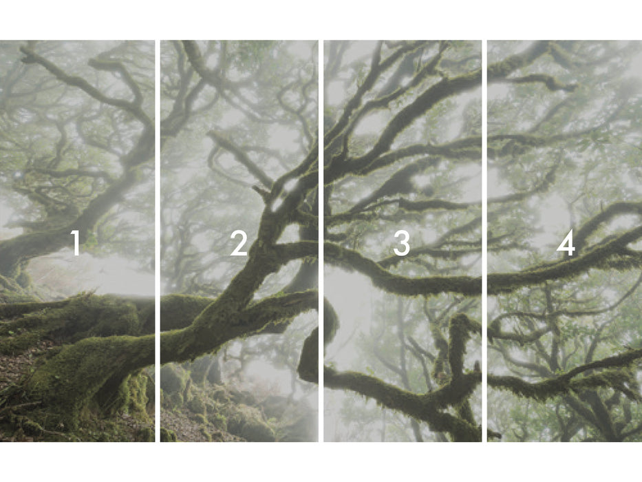 Komar NEU | Digitaldruck Vlies Fototapete - The Forgotten Forest - Größe 400 x 250 cm