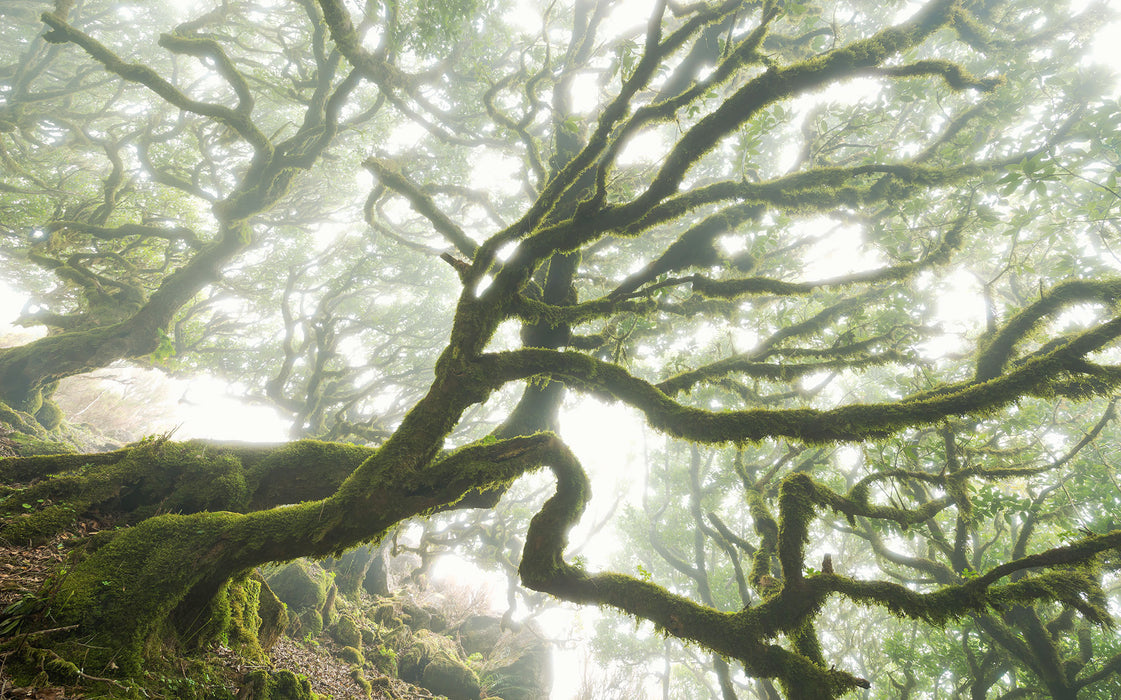 Digitaldruck Vlies Fototapete | The Forgotten Forest | 400 x 250 cm