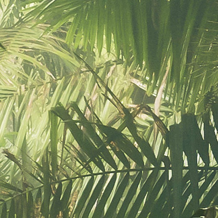 Komar NEU | Digitaldruck Vlies Fototapete - Tropenwelten - Größe 500 x 250 cm