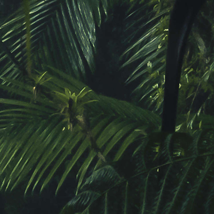 Komar NEU | Digitaldruck Vlies Fototapete - Tropenwelten - Größe 500 x 250 cm