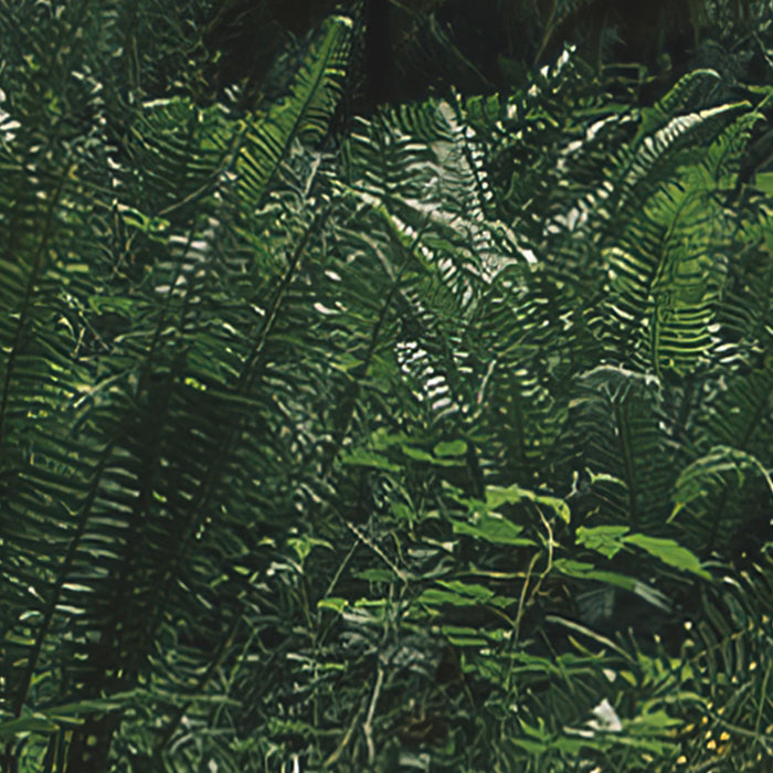 Digitaldruck Vlies Fototapete | Hall of Mosses | 400 x 250 cm
