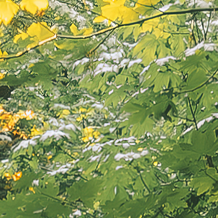 Komar NEU | Digitaldruck Vlies Fototapete - Hall of Mosses - Größe 400 x 250 cm