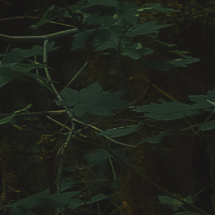 Komar NEU | Digitaldruck Vlies Fototapete - Hall of Mosses - Größe 400 x 250 cm