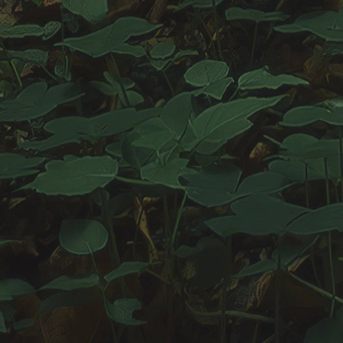 Komar NEU | Digitaldruck Vlies Fototapete - Hall of Mosses - Größe 400 x 250 cm