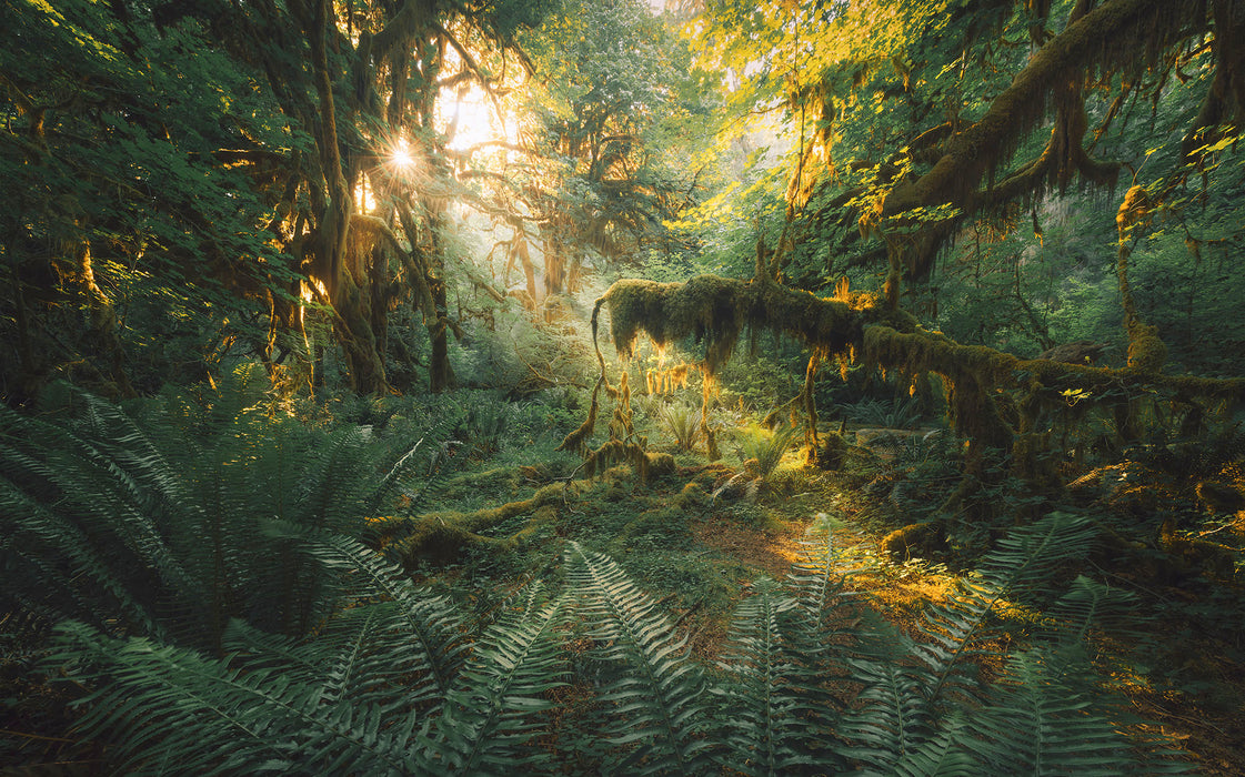 Komar NEU | Digitaldruck Vlies Fototapete - Hall of Mosses - Größe 400 x 250 cm