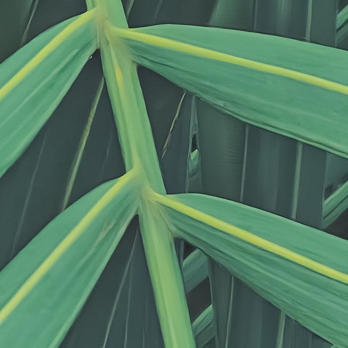 Digitaldruck Vlies Fototapete | Foggy Fern | 400 x 250 cm