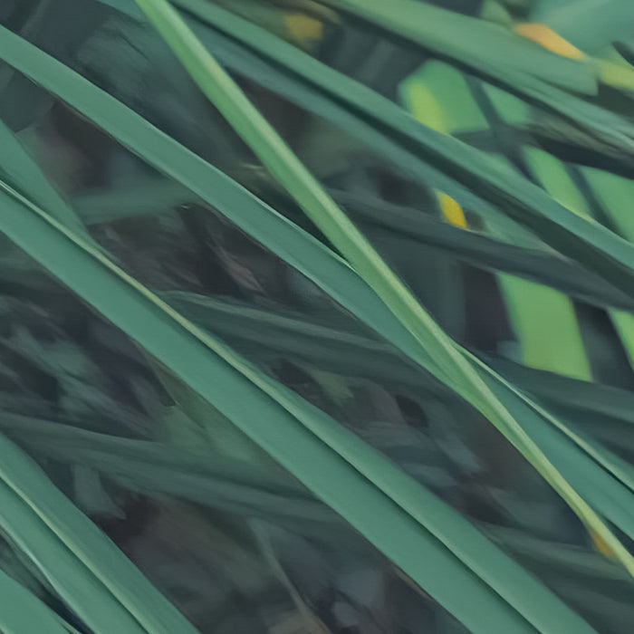 Digitaldruck Vlies Fototapete | Foggy Fern | 400 x 250 cm