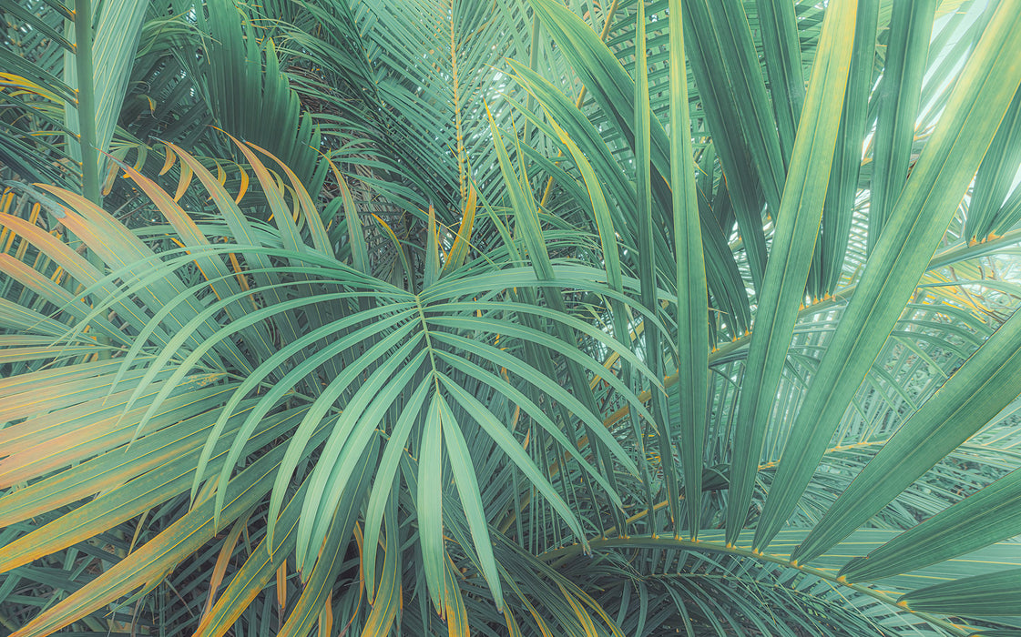 Komar NEU | Digitaldruck Vlies Fototapete - Foggy Fern - Größe 400 x 250 cm