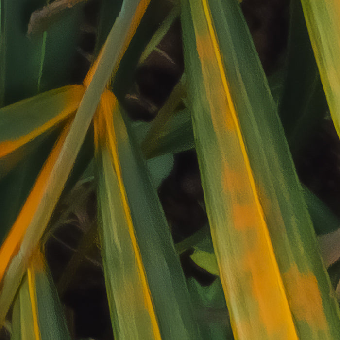 Komar NEU | Digitaldruck Vlies Fototapete - Amazon Fern - Größe 400 x 250 cm