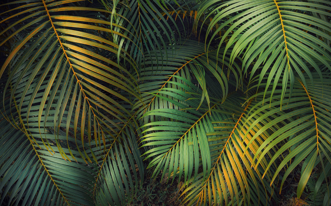 Digitaldruck Vlies Fototapete | Amazon Fern | 400 x 250 cm