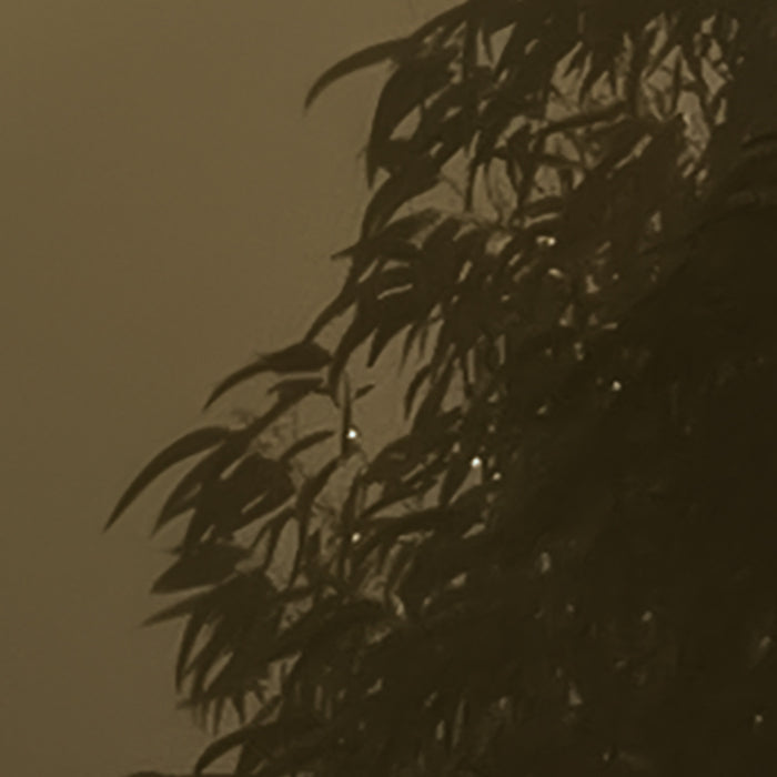 Komar NEU | Digitaldruck Vlies Fototapete - Foggy Sunshine - Größe 400 x 250 cm