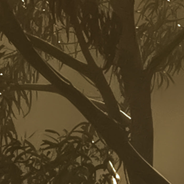 Digitaldruck Vlies Fototapete | Foggy Sunshine | 400 x 250 cm