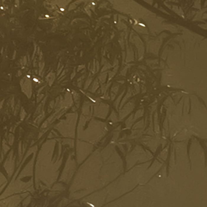 Komar NEU | Digitaldruck Vlies Fototapete - Foggy Sunshine - Größe 400 x 250 cm