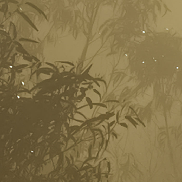 Digitaldruck Vlies Fototapete | Foggy Sunshine | 400 x 250 cm