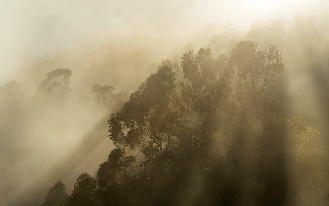 Digitaldruck Vlies Fototapete | Foggy Sunshine | 400 x 250 cm