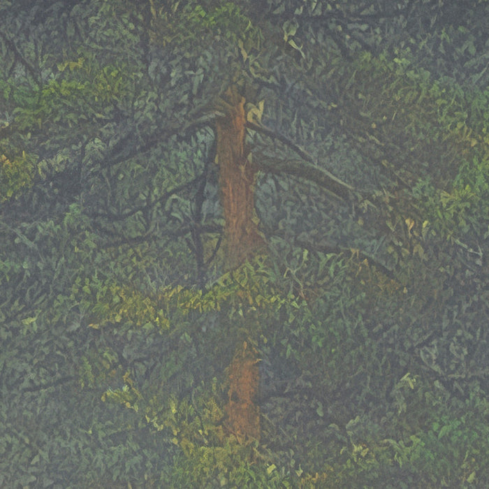 Komar NEU | Digitaldruck Vlies Fototapete - Mystical Firs - Größe 400 x 250 cm