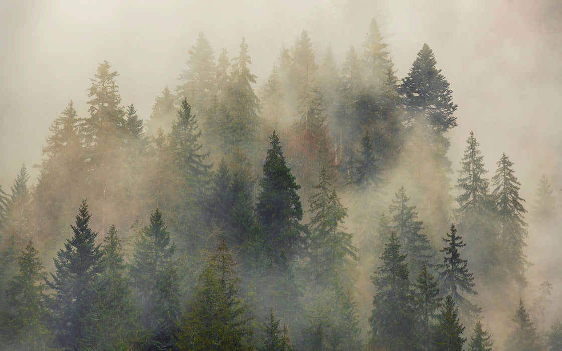 Komar NEU | Digitaldruck Vlies Fototapete - Mystical Firs - Größe 400 x 250 cm