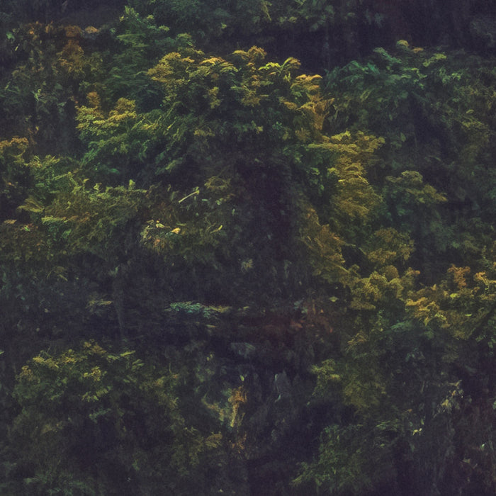 Komar NEU | Digitaldruck Vlies Fototapete - Foggy Firs - Größe 400 x 250 cm