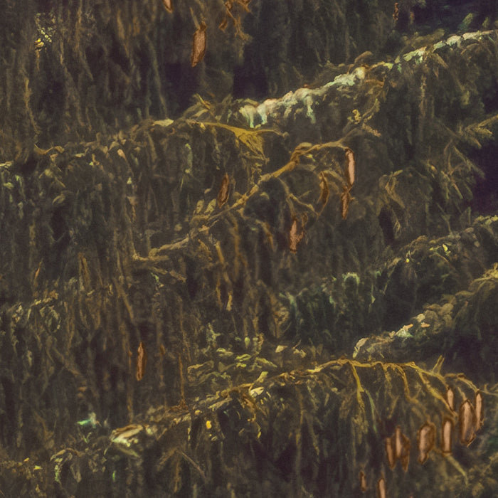 Komar NEU | Digitaldruck Vlies Fototapete - Foggy Firs - Größe 400 x 250 cm