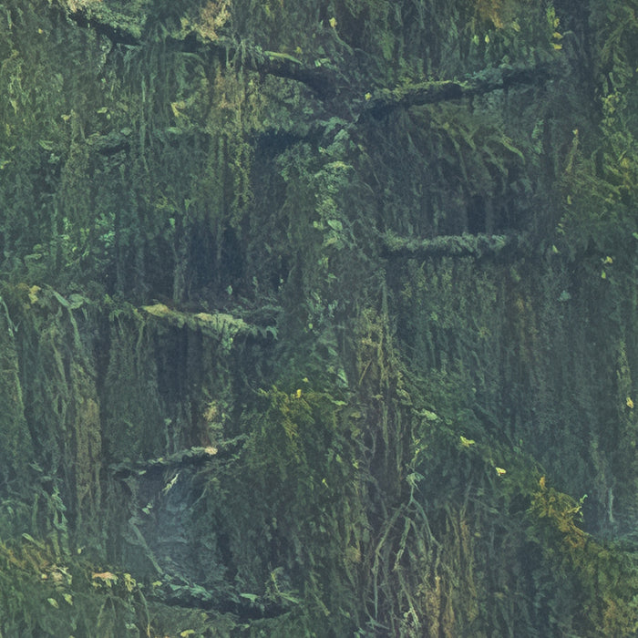 Komar NEU | Digitaldruck Vlies Fototapete - Foggy Firs - Größe 400 x 250 cm