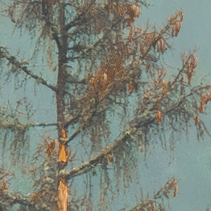 Komar NEU | Digitaldruck Vlies Fototapete - Foggy Firs - Größe 400 x 250 cm