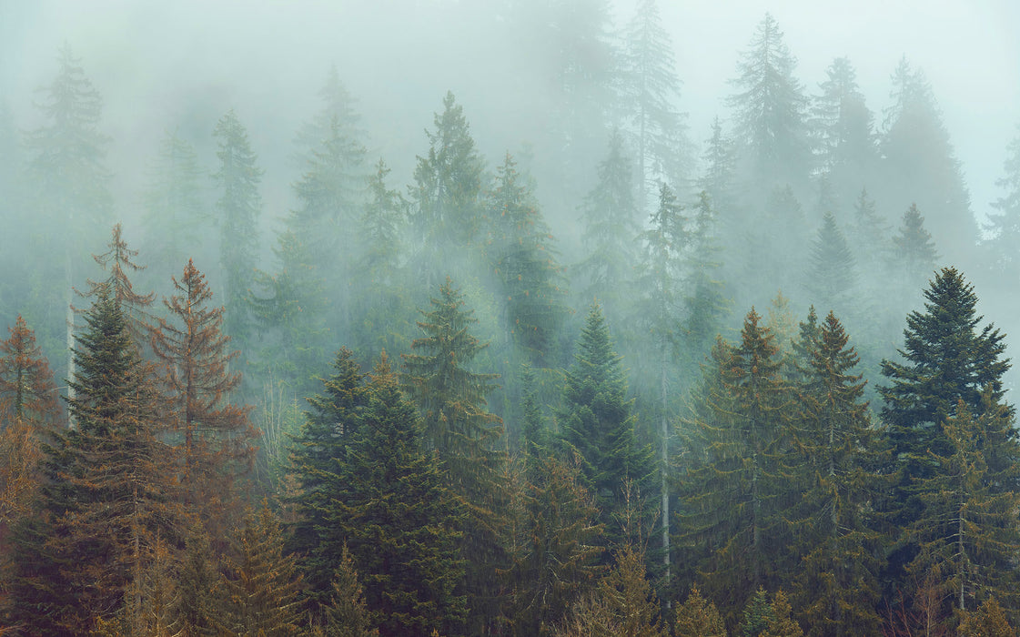 Digitaldruck Vlies Fototapete | Foggy Firs | 400 x 250 cm