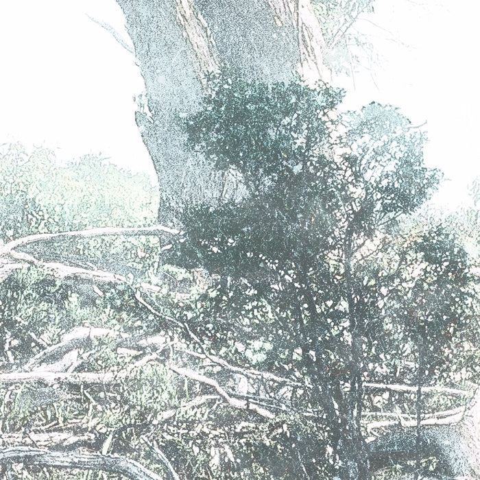 Digitaldruck Vlies Fototapete | Magic Trees | 300 x 280 cm