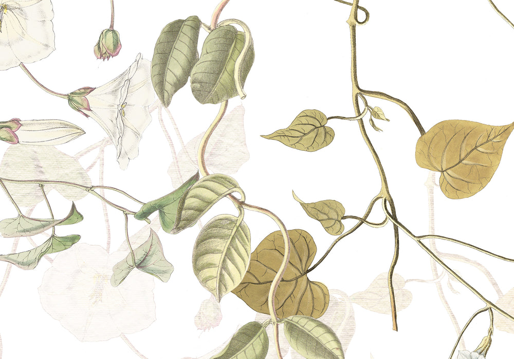 Digitaldruck Vlies Fototapete | Hedera | 300 x 280 cm