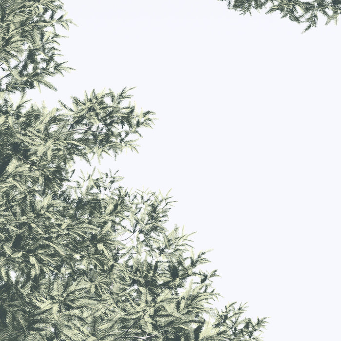 Digitaldruck Vlies Fototapete | Pines | 400 x 280 cm